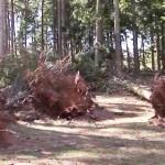 Istantanea_parco_pineta