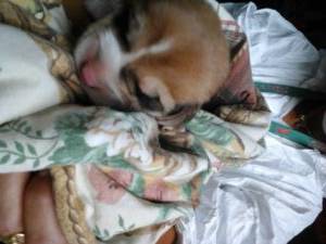 Piancastagnaio_ritrovamento_cuccioli_cane_20160627_03