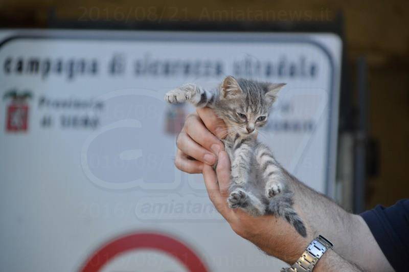 Piancastagnaio_Area_per_gatti_DSC_0048