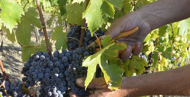 Val_dOrcia_Vendemmia_2017_Sangiovese