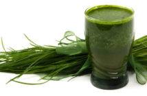 Chiusdino. Si inaugura l’impianto pilota di alga spirulina, la prima al mondo alimentata dal calore geotermico Alga_Spirulina_03