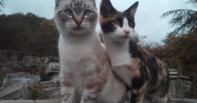 Piancastagnaio_Colonia_Felina_La_Rota_01_01