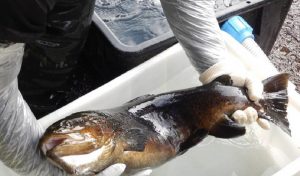 Trota_Macrostigma_Spremitura_Uova_01