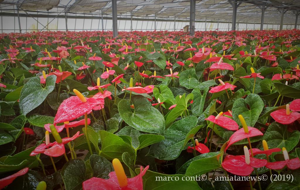 Piancastagnaio_Floramiata_20190828_114346