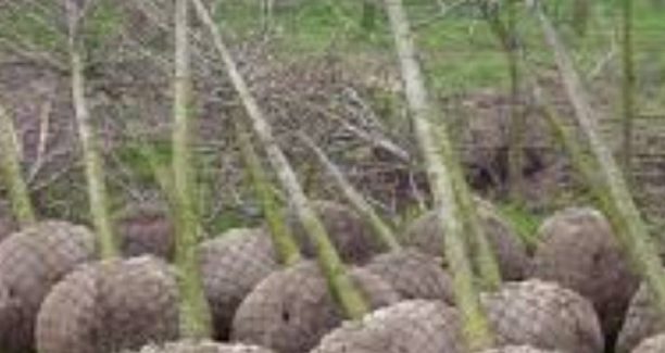 Alberi_da_piantumare_01