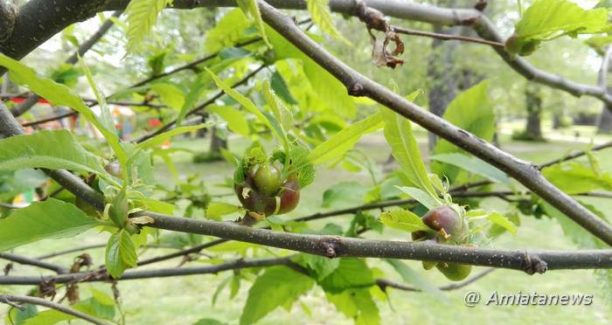 Amiata_castagno_cinipide_galligeno_IMG_20170515_141159