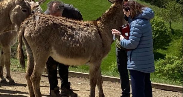 Asino_Sorcino_Miccio_Amiatino_01