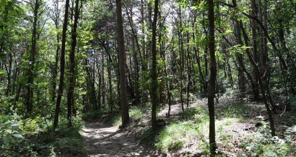 Bosco_sentiero_01