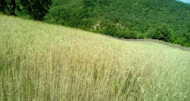 Campo-coltivato_01