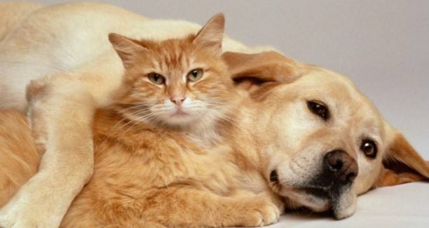 Cane_gatto_01