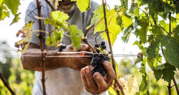 Caporalato_vendemmia_01