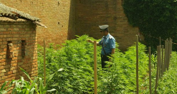 Carabinieri_coltivazioni_cannabis_01