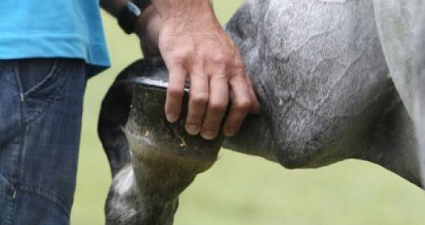 Cavallo_visita