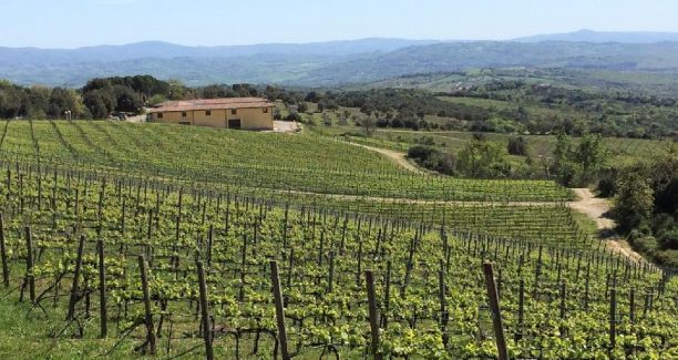 Civitella_Paganico_Tenuta_L'Impostino_Vigneti_01