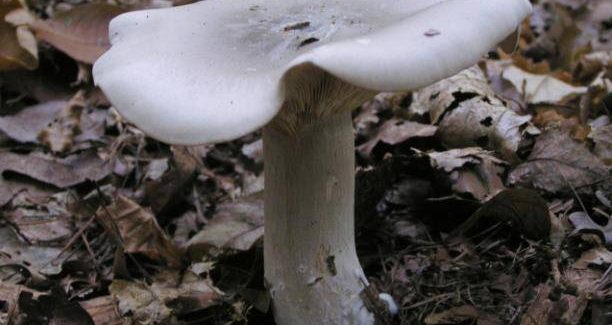 clitocybe_nebularis