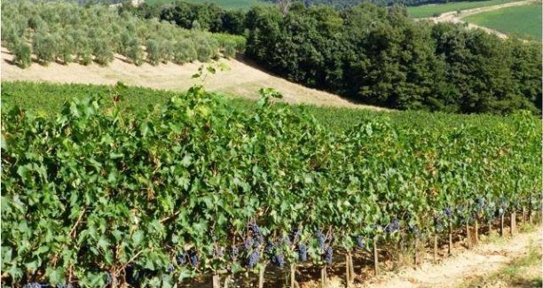 consorcio_vino_orcia_vigneti_01