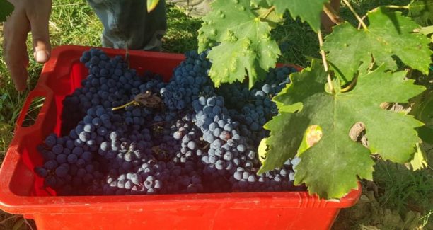 DOC_Orcia_Vendemmia_Bagnaia