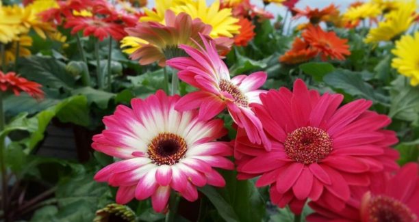 Fiori_01