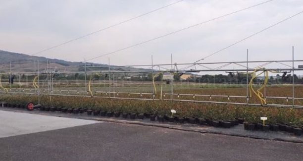 Floramiata_Irrigazione_20190828_120121