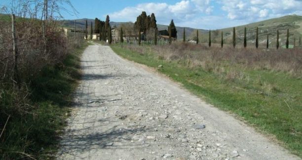 Francigena