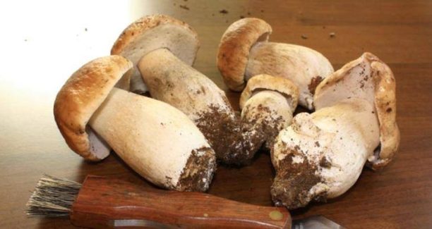 Funghi_01