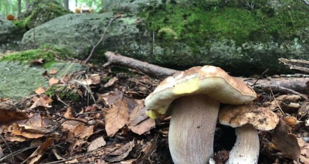 Funghi_02