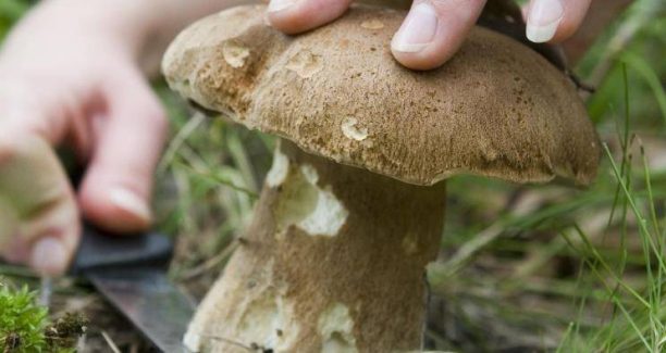 Funghi_raccolta_02