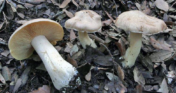 Fungo_Entoloma_Sinatum_01