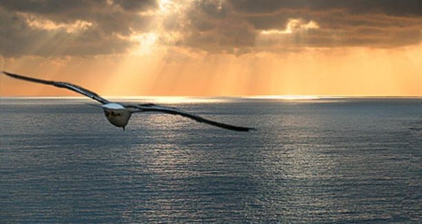 Gabbiano_Mare_Tramonto_01
