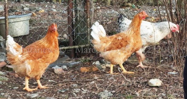 Gallinaio_20191229_163749_01