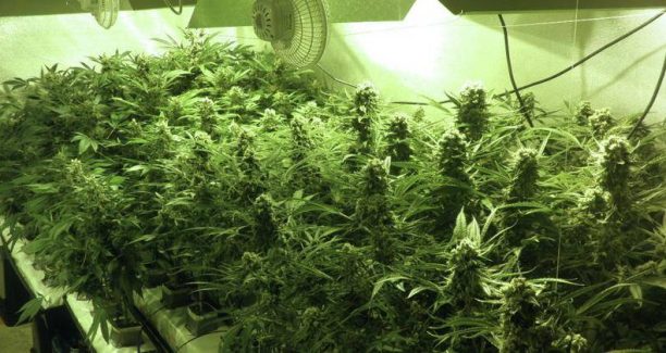 Impianto_idroponico_coltivazione_marijuana_01