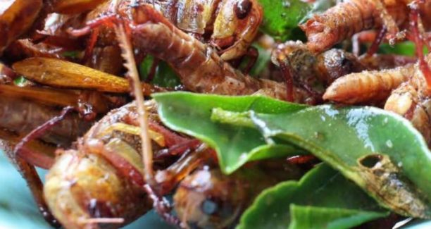 Insetti_piatto_con_verdure_01