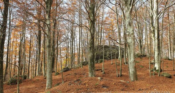 Monte_Amiata_20201030_110732