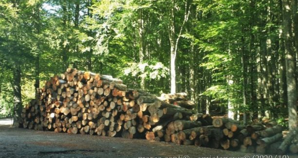Monte_Amiata_Tagli_Bosco_20200908_160138