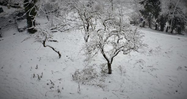 Neve_Piante_20190131_084819