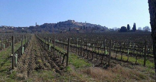 Nobile_di_Montepulciano_canneto_01