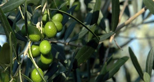 Olio_seggiano_olive_01