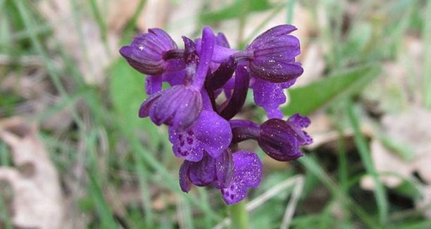 Orchidea_03