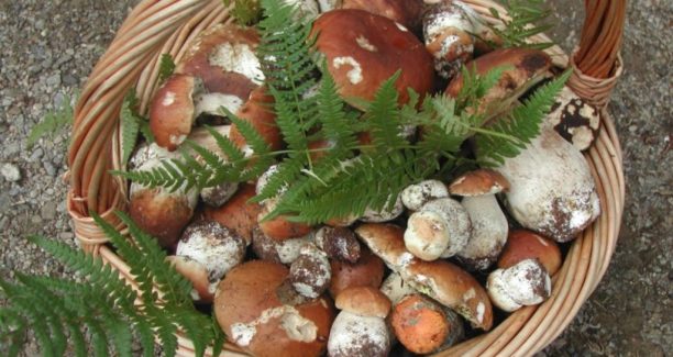 Paniere_Funghi_01