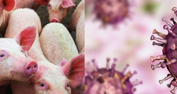 Peste_Suina_Africana_01