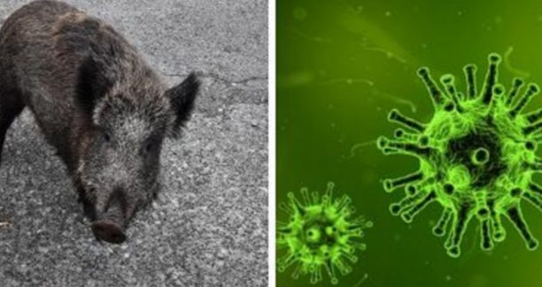 Peste_Suina_Cinghiale_e_Virus_01
