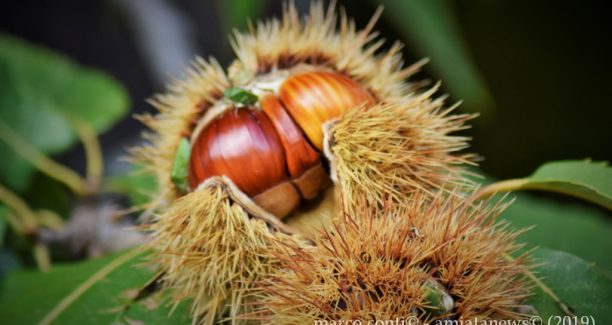 Piancastagnaio_Autunno_Castagne_20191017__DSC1138