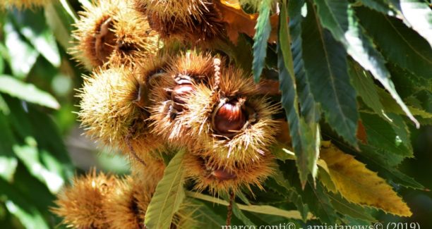 Piancastagnaio_Autunno_Castagne_20191017__DSC1216