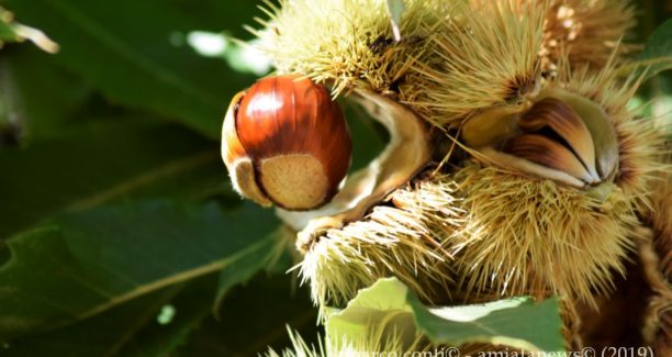 Piancastagnaio_Autunno_Castagne_20191017__DSC1229