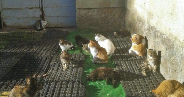 Piancastagnaio_ENPA_Oasi_Felina_03