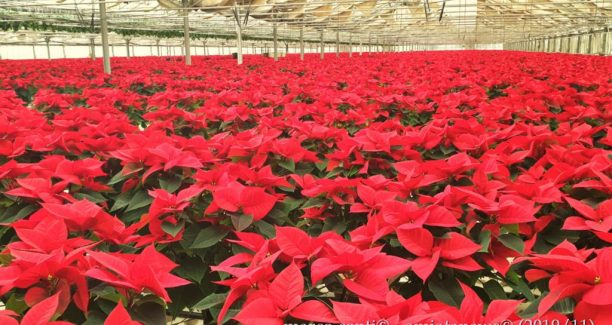 Piancastagnaio_Floramiata_20191127_131411