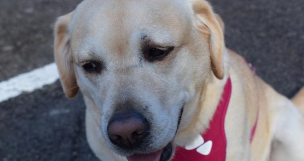 Piancastagnaio_Santo_Antonio_Abate_2018_Benedizione_Animali_20180121_DSC_4002