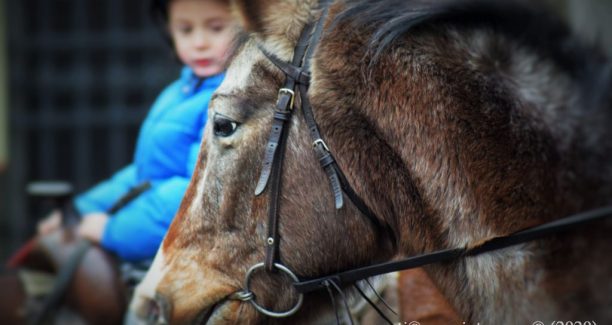 Piancastagnaio_Santo_Antonio_Abate_2018_Benedizione_Animali_20190120_DSC_0143