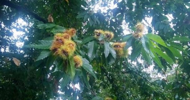 Piancastagnaio_castagne_2015_506x284