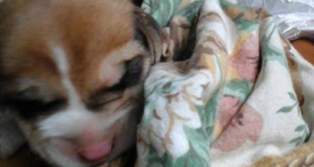 Piancastagnaio_ritrovamento_cuccioli_cane_20160627_03_bis